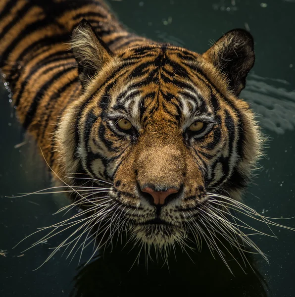 Olha para mim tigre precisa de comida — Fotografia de Stock