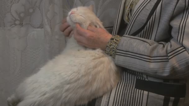 Oude vrouw een kat aaien — Stockvideo