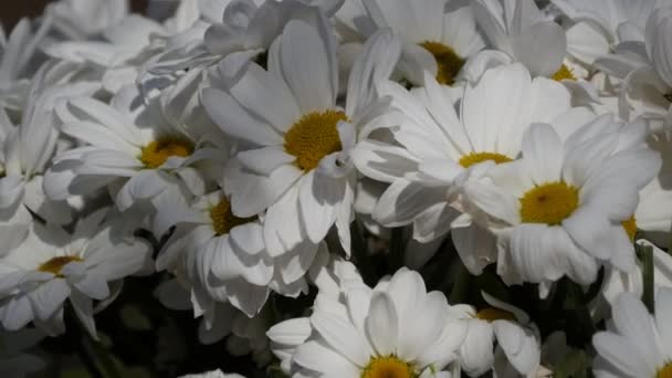 Chamomile - Camomile flower bouquet, close up view — Stock Video