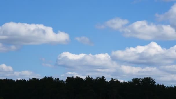 Schöne weiße, flauschige Wolken über dem Nadelwald am sonnigen Tag — Stockvideo