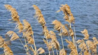 Reed esen rüzgar. Rüzgar estigi mavi su ile gölet üzerinde sarı çim Nehri üzerinde. Yakın çekim