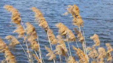Reed esen rüzgar. Rüzgar estigi mavi su ile gölet üzerinde sarı çim Nehri üzerinde. Yakın çekim