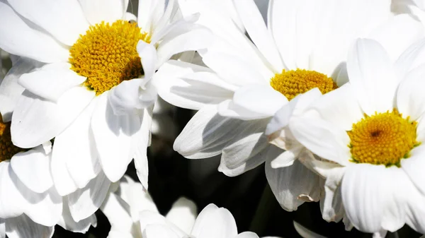 Kamomill - kamomill blomma bukett, närbild Visa — Stockfoto