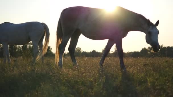 Dwa białe konie pasą się na łące o wschodzie słońca. Konie jedzą zieloną trawę w terenie. Zbliżenie. — Wideo stockowe