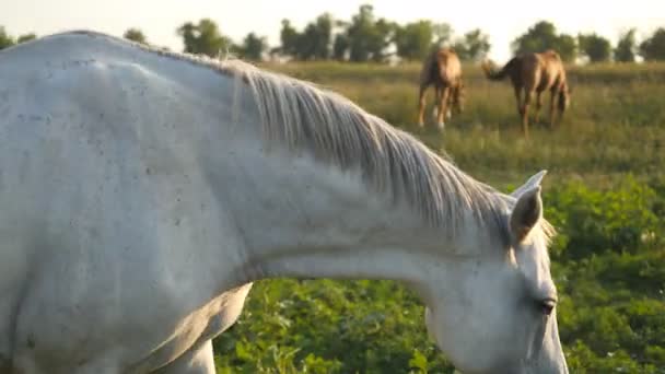 Bílý kůň pasoucí se na louce. Kůň jde a jí zelenou trávu na poli. Detailní záběr — Stock video