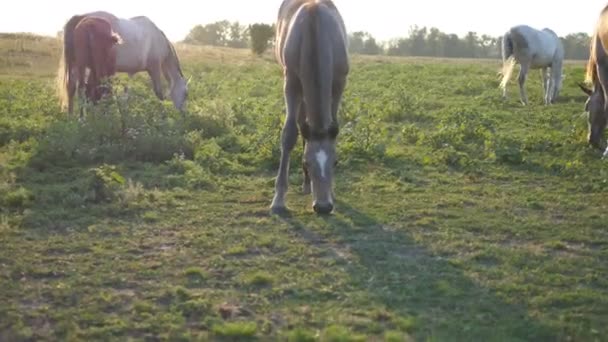 Група коней, що пасуться на лузі. Коні ходять і їдять зелену траву в полі. крупним планом — стокове відео