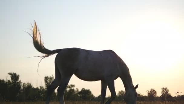 Caballo pastando en el prado al amanecer. El caballo está comiendo hierba verde en el campo. De cerca. — Vídeos de Stock