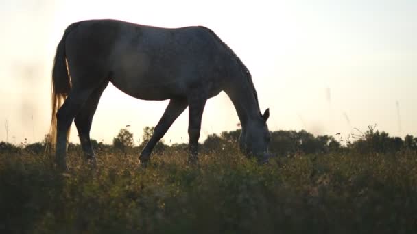 Cavalo branco a pastar no prado. O cavalo está a comer erva verde no campo. Fecha. Steadicam tiro — Vídeo de Stock