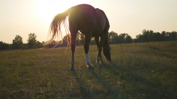 Cavallo bruno che pascolava sul prato. Il cavallo sta mangiando erba verde nel campo. Chiudete. Vista posteriore posteriore — Video Stock