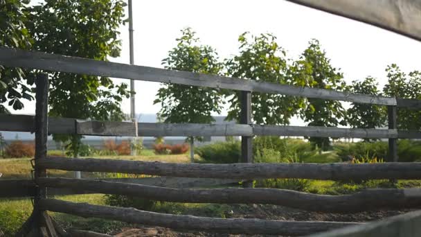 Caballo corre sobre la arena y salta a través de una barrera. Entrenamiento de pony blanco. En cámara lenta, de cerca . — Vídeos de Stock