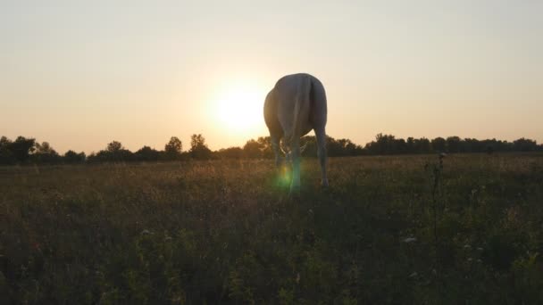 Білий кінь пасеться на лузі під час заходу сонця. Кінь їсть зелену траву в полі. крупним планом — стокове відео