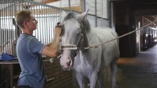 Un jeune garçon nettoie un corps de cheval dans une stalle. L'homme nettoie un cheval blanc de la poussière et de la saleté avec une brosse. Prendre soin des animaux. Club d'équitation. Ralenti, ralenti, gros plan, gros plan — Video