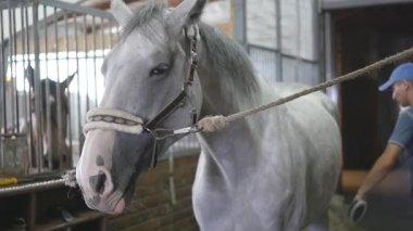 Genç çocuk bir ahır at vücut temizler. Adam beyaz bir at toz ve kir fırça ile temizler. Hayvanlar için bakım. Horseriding kulübü. Yavaş mo, slowmotion, portre, yakın çekim.