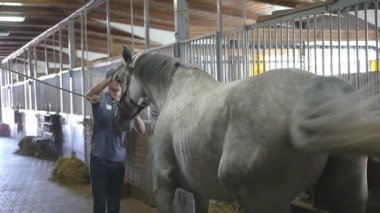 Genç çocuk bir ahır at vücut temizler. Adam beyaz bir at toz ve kir fırça ile temizler. Hayvanlar için bakım. Horseriding kulübü. Yavaş mo, slowmotion, portre, yakın çekim. Arka arkadan görünüm