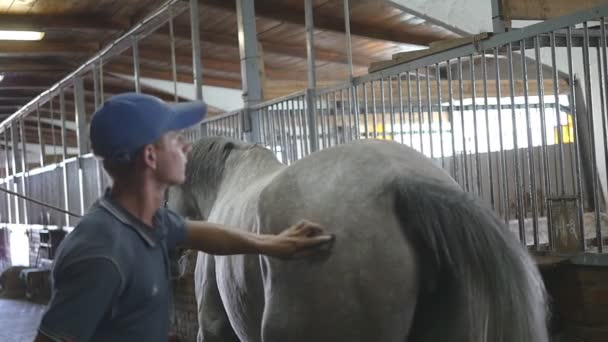 El joven limpia un cuerpo de caballo en un establo. El hombre limpia un caballo blanco del polvo y la suciedad con cepillo. Cuidado de los animales. Club de equitación. Mo lento, cámara lenta, primer plano, primer plano. Vista trasera trasera — Vídeos de Stock