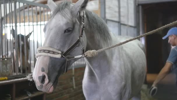 Un jeune garçon nettoie un corps de cheval dans une stalle. L'homme nettoie un cheval blanc de la poussière et de la saleté avec une brosse. Prendre soin des animaux. Club d'équitation. Ralenti, ralenti, gros plan, gros plan .