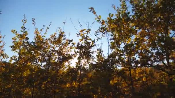 Dolly shot van fel zonlicht breekt door gebladerte van eiken planten in het park. Warme zonnestralen verlichten takken van kleine bomen in de herfsttuin. Prachtig natuurlandschap op zonnige dag. Langzame beweging — Stockvideo