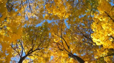 Güneşli bir günde sonbahar ormanında ağaçların tepelerine sarı akçaağaç yapraklarıyla bakmak. Arkaplanda parlak mavi gökyüzü olan gür yapraklı bitkiler. Güzel renkli sonbahar sezonu. Düşük görünüm Yavaş çekim