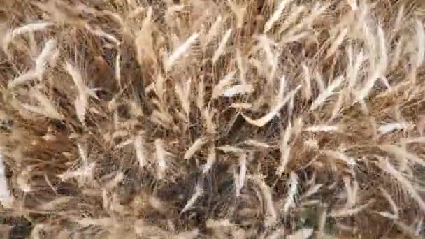 Pies masculinos de agrónomo con botas atravesando los tallos de trigo en el campo. Las piernas de los jóvenes agricultores que van entre los tallos de cereales en el prado. Concepto de negocio agrícola. Primer plano cámara lenta POV — Vídeo de stock