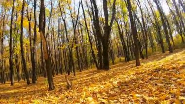 Güneşli bir günde sonbahar ormanı boyunca kameralar hareket eder. Orman boyunca yürüyüş manzarası var. Parlak sıcak güneş ışığı akçaağaç ağaçlarını aydınlatır. Arka planda güzel bir doğa. Bakış açısı