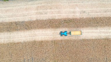 Traktörün tarla boyunca mısır taşıdığı hava görüntüsü. Tarım makinesinin üzerinde uçarak karavanda tahılla tarlaların içinden geçerek. Hasat konsepti. Yavaş çekim Üst Görünüm.