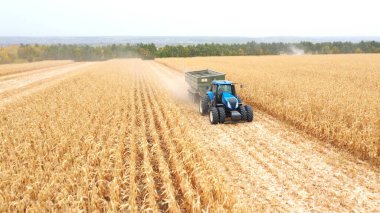 Hasat sırasında tarla boyunca mısır kargosunu taşıyan traktörün hava görüntüsü. Tarım makinesi karavanda tahılla tarım arazisinden geçiyor. Arka planda güzel kırsal manzara,