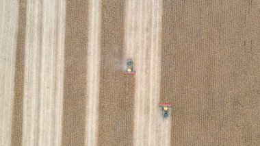 Mısırları toplarken havadan çekilen görüntüler. Arpa saplarını keserek tarladan geçen iki hasatçının üzerinden uçmak. Tarım makineleri tarım arazisinde çalışıyor. Hasat konsepti. Üst görünüm.