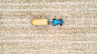 Hasat sırasında mısır kargosu taşıyan traktörün hava görüntüsü. Tarım makinesinin üzerinde uçarak karavanda tahılla tarlaların içinden geçerek. Çiftçilik kavramı. Kapat..
