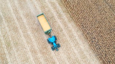 Hasat sırasında mısır kargosu taşıyan traktörün hava görüntüsü. Tarım makinesinin üzerinde uçarak karavanda tahılla tarlaların içinden geçerek. Hasat konsepti. Kapat..