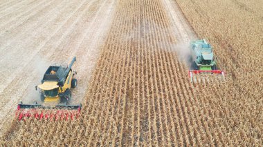 Havadan çekilen görüntüler mısır mahsulünü tarladan topluyor. Hasat sırasında hasatçıların üzerinde uçmak. Çiftlik arazisinde çalışan yüksek makinelerden çiftçiliğe bir bakış açısı. Tarım kavramı.