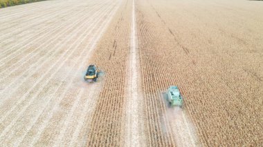 Havadan çekilen görüntüler mısır mahsulünü tarladan topluyor. Hasat sırasında hasatçıların üzerinde uçmak. Çiftlik arazisinde çalışan yüksek makinelerden çiftçiliğe bir bakış açısı. Tarım kavramı.