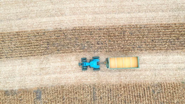 Aerial view of tractor transporting corn cargo at field during harvesting. Flying over agricultural machine driving through farmland with grain in trailer. Harvesting concept. Slow motion Close up.