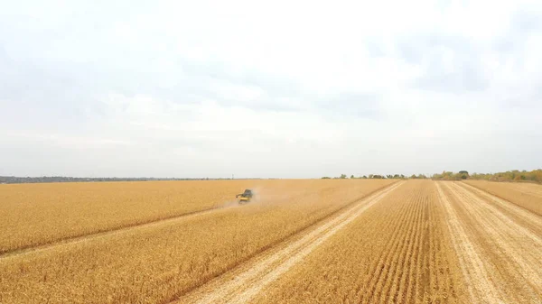Luchtfoto Van Oogstmachine Die Maïsgewassen Verzamelt Landbouwgrond Combineer Werken Boerderij — Stockfoto