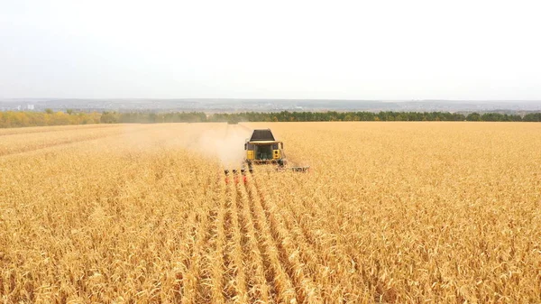 Aerial view of harvester gathering corn crop in farmland. Combine working on farm during harvesting. Beautiful countryside landscape with large wheat field at background. Close up.