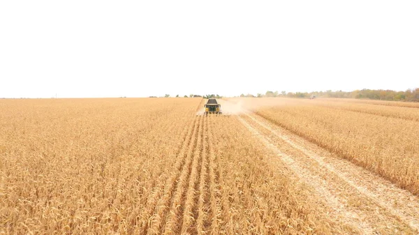 Aerial shot of harvester gathering corn crop in farmland. Flying over combine working on farm during harvesting. Beautiful countryside landscape with large field at background. Top view.