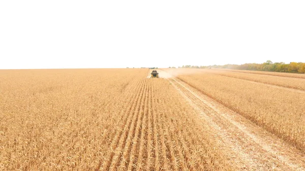 Colpo Aereo Raccoglitore Raccolto Mais Terreni Agricoli Volare Sopra Combinare — Foto Stock