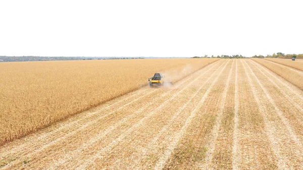 Luchtfoto Van Oogstmachine Die Boerderij Werkt Vliegen Combineren Verzamelen Maïs — Stockfoto