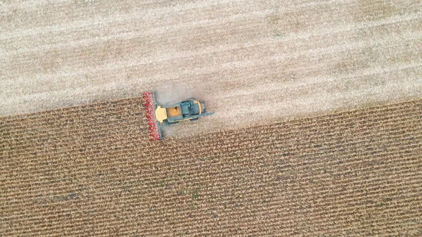 Mısırları toplarken havadan çekilmiş görüntüler. Arpa saplarını keserek hasat aracının üzerinden yavaşça geçmek. Çiftlik arazisinde çalışan traktör. Hasat konsepti. Üst görünüm.