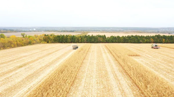 Tiro Aéreo Terras Agrícolas Durante Processo Colheita Vista Alta Para — Fotografia de Stock