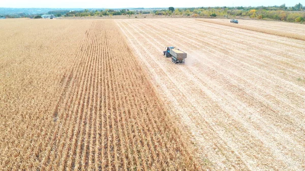 Aerial view of tractor transporting corn cargo at field during harvesting. Flying over agricultural machine driving through farmland with grain in trailer. Scenic countryside view. Farming concept.