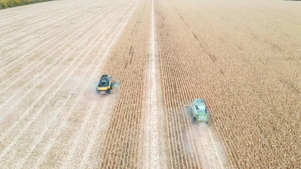 Aerial shot of combines gathering corn crop at field. Flying over harvesters during harvesting. View from high to farming machinery working in farmland. Agricultural concept.