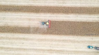 Mısırları toplarken havadan çekilmiş görüntüler. Hasat sırasında tarlaların üzerinde uçmak. Sahada çalışan hasatçıdan manzaraya bak. Tarım kavramı