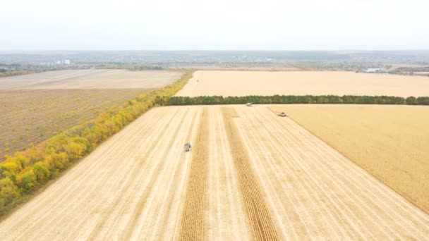 Tiro aéreo de terras agrícolas durante o processo de colheita. Vista de alta para máquinas agrícolas que recolhem milho ou trigo no campo. Paisagem rural bonita — Vídeo de Stock