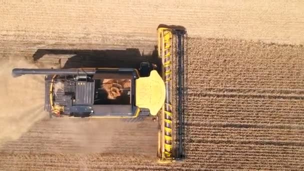 Luchtfoto van de combinatie verzamelen rogge of tarwe gewas. Vliegen over oogstmachine werken in landbouwgrond op zonnige dag. Oogsten en agronomie concept. Bovenaanzicht Close up — Stockvideo