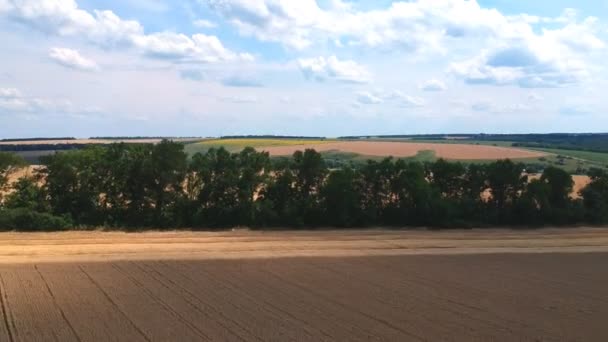 Повітряний постріл великого пшеничного поля або сільськогосподарських угідь під час збирання врожаю. Красивий сільський пейзаж з лінією неба. Політ над мальовничим сільським середовищем. Вид зверху — стокове відео