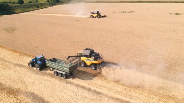 Flygfoto av kombinera lastning råg eller vete gröda i traktor släpvagn. Drönare spårar jordbruksmaskiner som arbetar på jordbruksmark på solig dag. Skörde- och agronomikoncept. Ovanifrån — Stockvideo