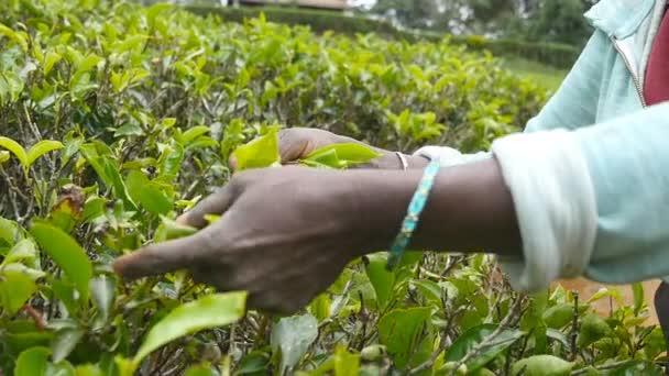 Los brazos de la mujer cosechan té de arbustos verdes en la granja. Las manos femeninas del trabajador local recogen hojas frescas en la plantación. El granjero indio recoge follaje de exuberantes arbustos. Concepto agrícola. Movimiento lento — Vídeos de Stock