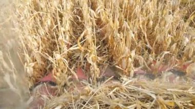 Sarı tarla ve olgun mısır mahsulü toplamak için kabinin içinden görüntüyü al. Hasat makinesi mısır saplarını kesiyor. Tarım makinesi tarım arazisinde çalışıyor. Agronomi konsepti. Yavaş çekim. Yakın çekim.