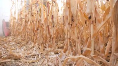 Hasat işçisi tarlada mısır hasadı topluyor. Sonbahar mevsiminde hasat sırasında kuru mısır saplarını kesmek. Tarım makinesi çiftlikte çalışıyor. Çiftçilik kavramı. Yavaş çekim. Yakın çekim.