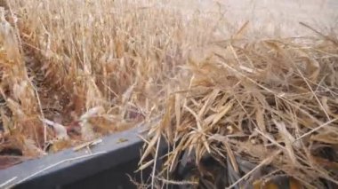 Sarı mısır tarlasına kadar kabinin içini görün ve olgun mahsulleri toplayın. Hasat makinesi mısır saplarını kesiyor. Tarım makinesi tarım arazisinde çalışıyor. Çiftçilik kavramı. Yavaş çekim. Yakın çekim.